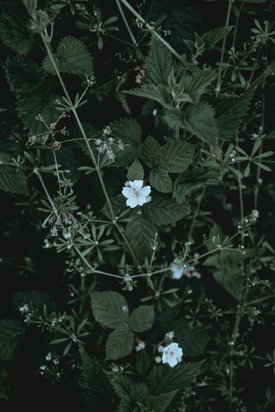 两个白色有花瓣的花朵的特写照片
